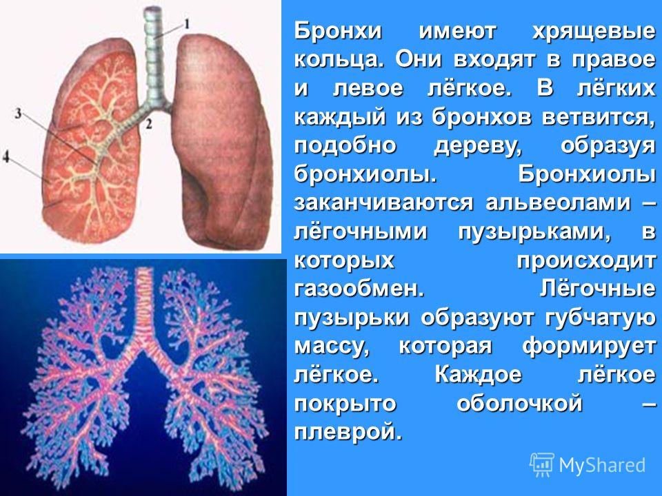 Бронхи и легкие.чем связаны Бронхи и легкие.чем связаны