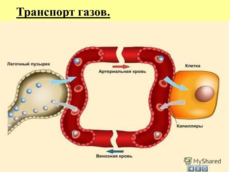 Транспорт газа в теле Транспорт газа в теле