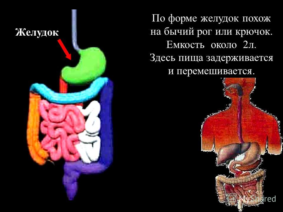 Пищевод Пищевод – это мышечная трубка. ( L= 25 см.)