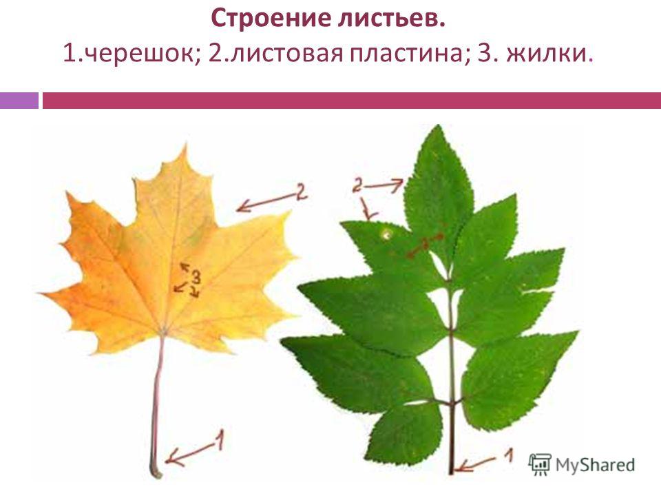 Супротивное листорасположение - Арт Минск.ру