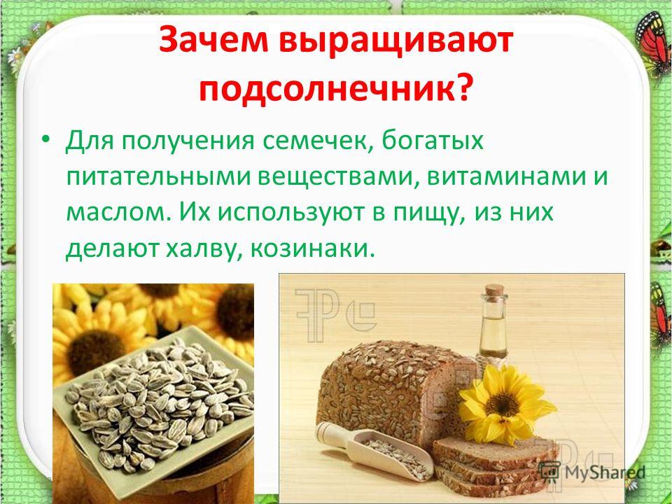 Посадка огурцов в открытый грунт семенами, когда сажать, видео OGOROD - семена почтой, СЗР и другие агротовары в Украине