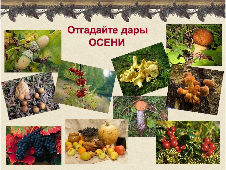 ПРО ЩЕДРУЮ РОДИНУ, ДАРЫ ЛЕСА И ЖИЗНЬ
