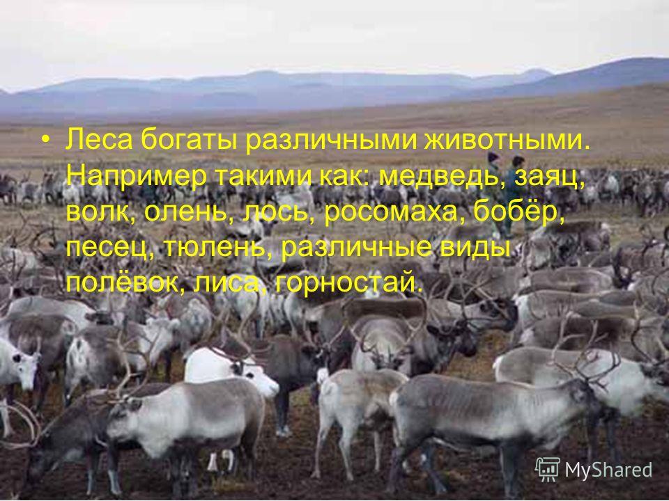 Охотничье промысловое хозяйство в ЯНАО