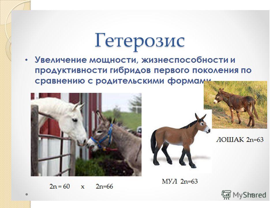 Гетерозис картинки - Olphoto.ru