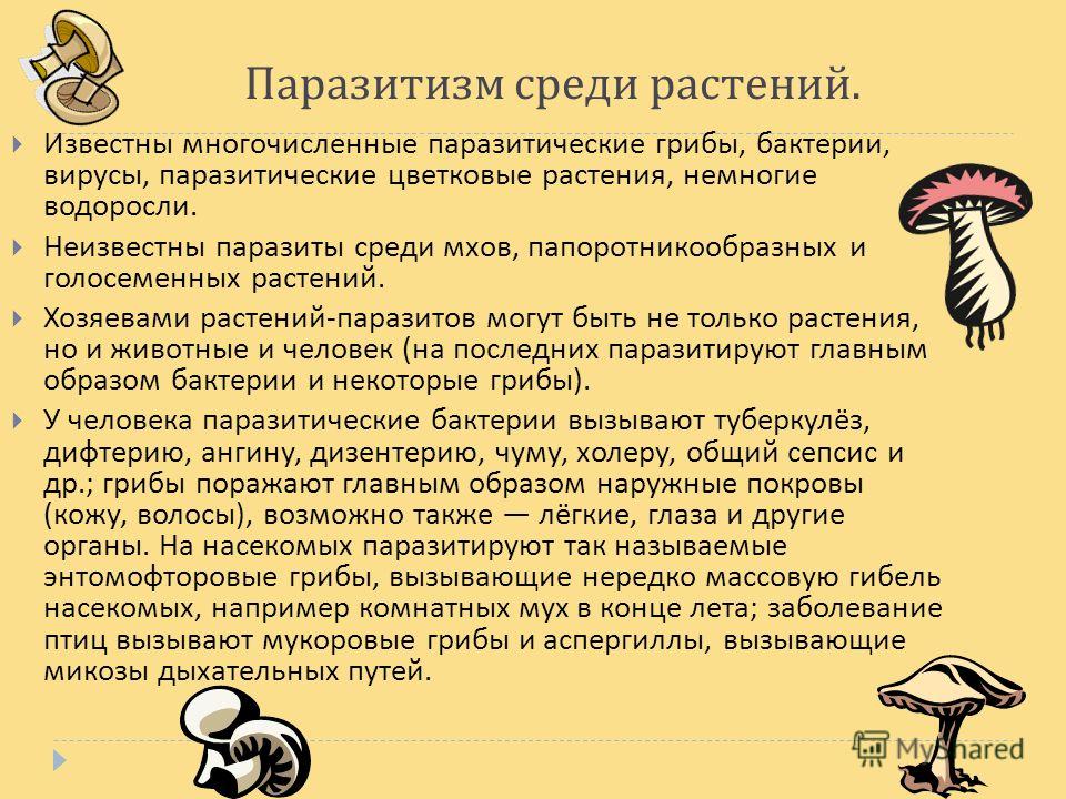 паразиты находящиеся в организме человека паразиты находящиеся в организме человека