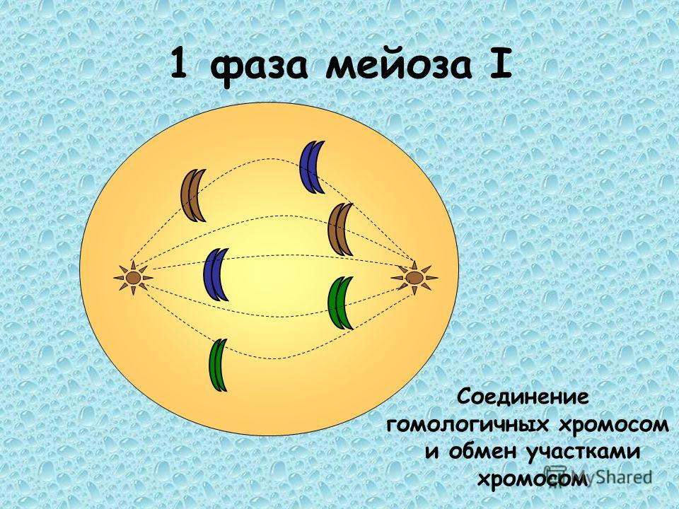 1 фаза мейоза I Соединение гомологичных хромосом и обмен участками хромосом