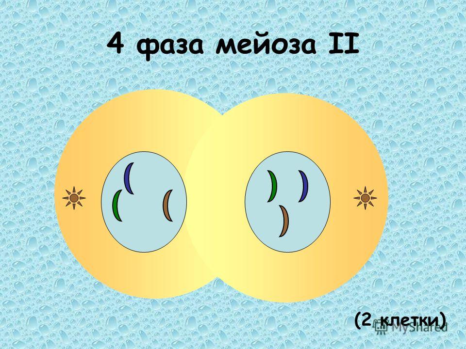 4 фаза мейоза II (2 клетки)