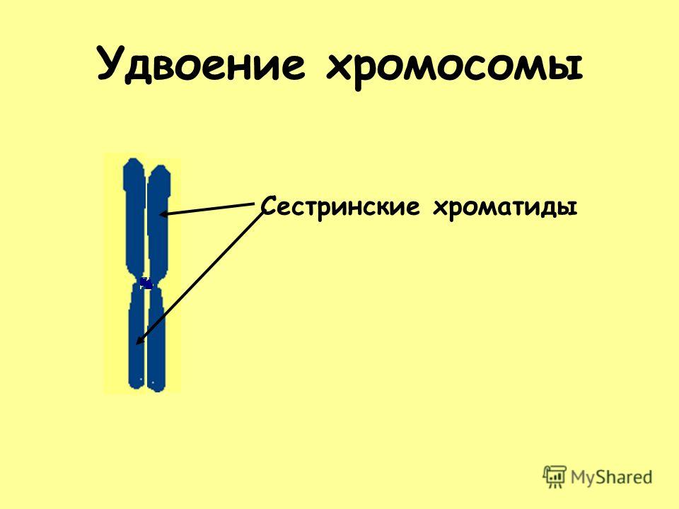 Удвоение хромосомы Сестринские хроматиды