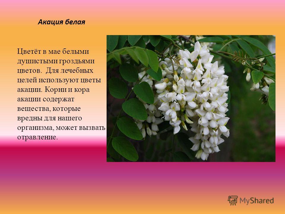 Акация белая Цветёт в мае белыми душистыми гроздьями цветов. Для лечебных целей используют цветы акации. Корни и кора акации содержат вещества, которые вредны для нашего организма, может вызвать отравление.