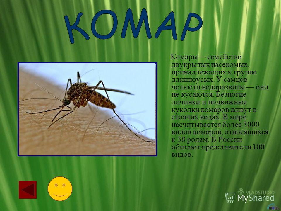 Комары семейство двукрылых насекомых, принадлежащих к группе длинноусых. У самцов челюсти недоразвиты они не кусаются. Безногие личинки и подвижные куколки комаров живут в стоячих водах. В мире насчитывается более 3000 видов комаров, относящихся к 38