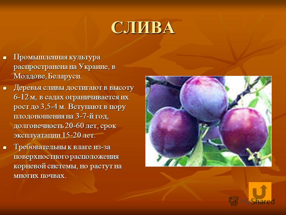Арония черноплодная плод Арония черноплодная плод