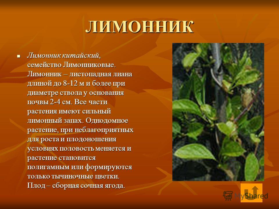 РћР±РІРёС‚С‹Р№ Р»РёРјРѕРЅРЅРёРє
