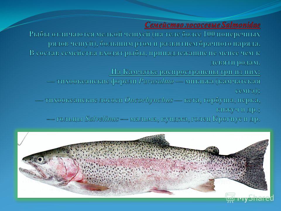 Рыба Средней Полосы Фото