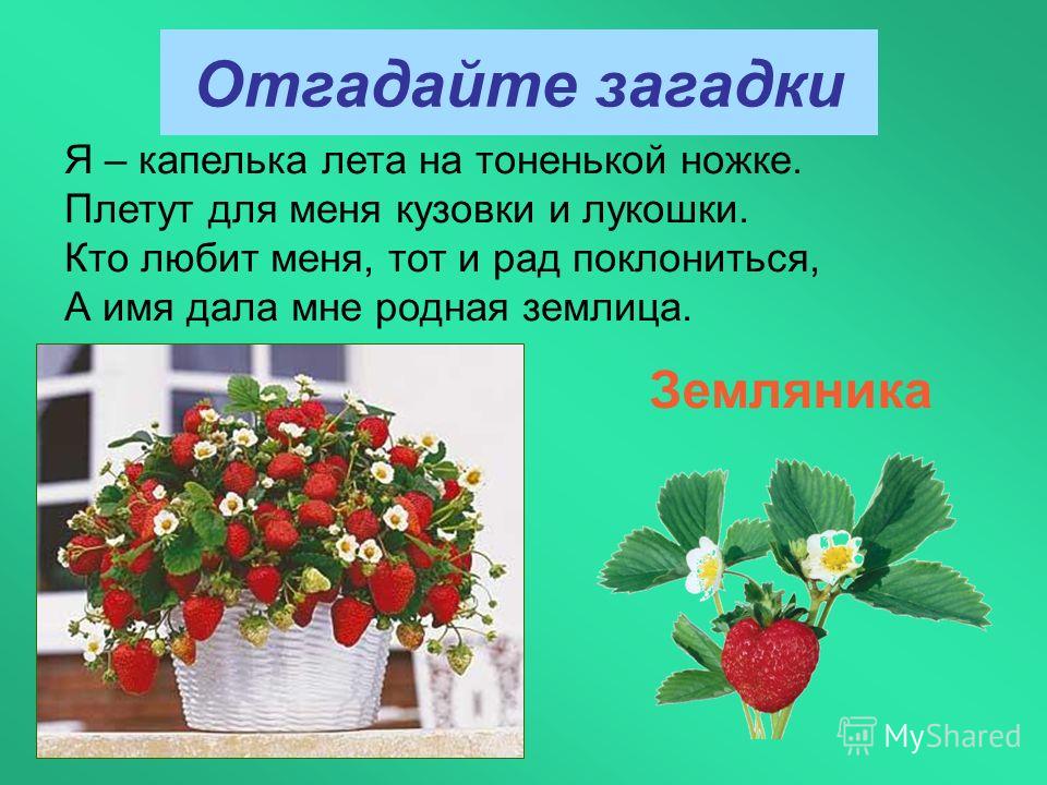 Я капелька лета на тоненькой ножке плетут для меня кузовки и лукошки Я капелька лета на тоненькой ножке плетут для меня кузовки и лукошки