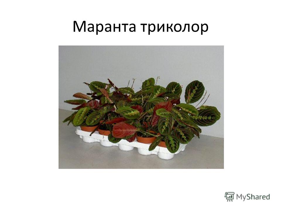 Паспорт комнатных растений маранта