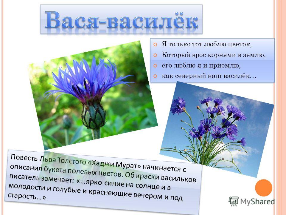 Сочинение Про Василек Ребенком Цветок Распечатать Сочинение Про Василек Ребенком Цветок Распечатать