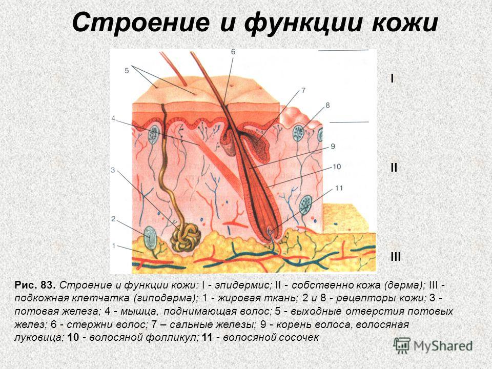 Все о строении и функциях кожи человека Все о строении и функциях кожи человека