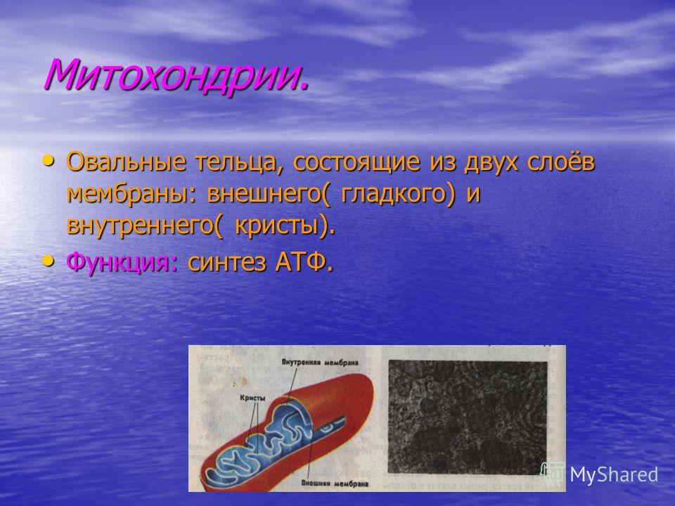 Митохондрии. Овальные тельца, состоящие из двух слоёв мембраны: внешнего( гладкого) и внутреннего( кристы). Овальные тельца, состоящие из двух слоёв мембраны: внешнего( гладкого) и внутреннего( кристы). Функция: синтез АТФ. Функция: синтез АТФ.