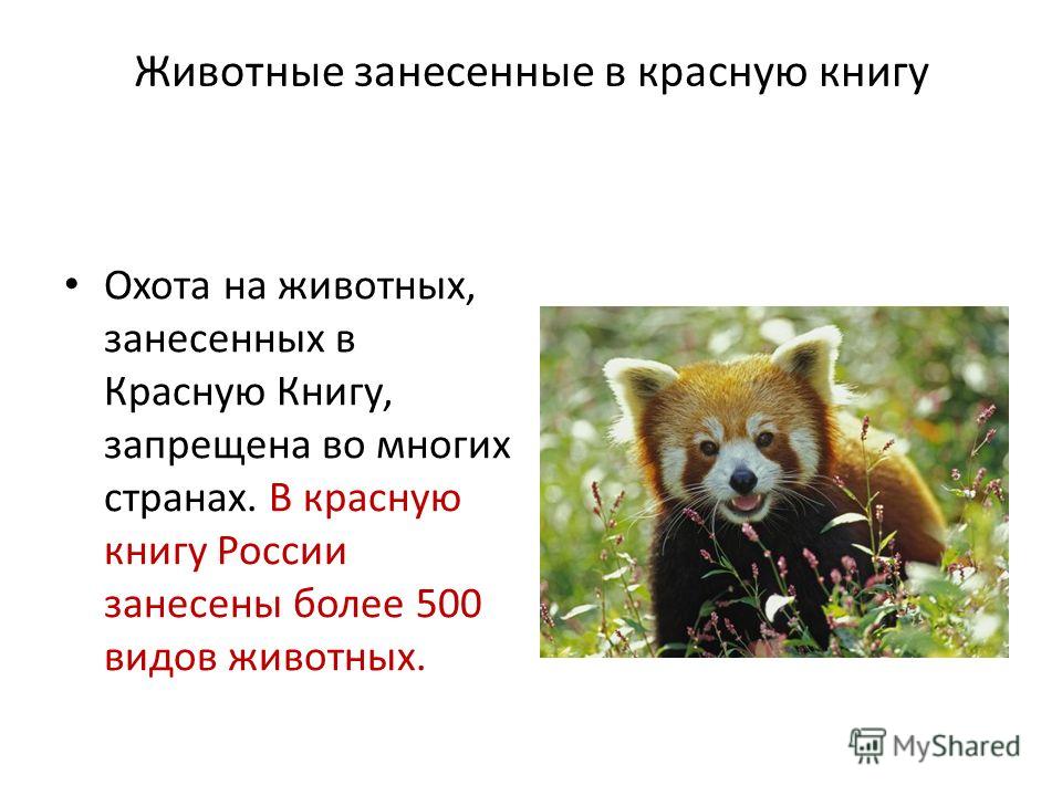 Животные занесенные в красную книгу Охота на животных, занесенных в Красную Книгу, запрещена во многих странах. В красную книгу России занесены более 500 видов животных.