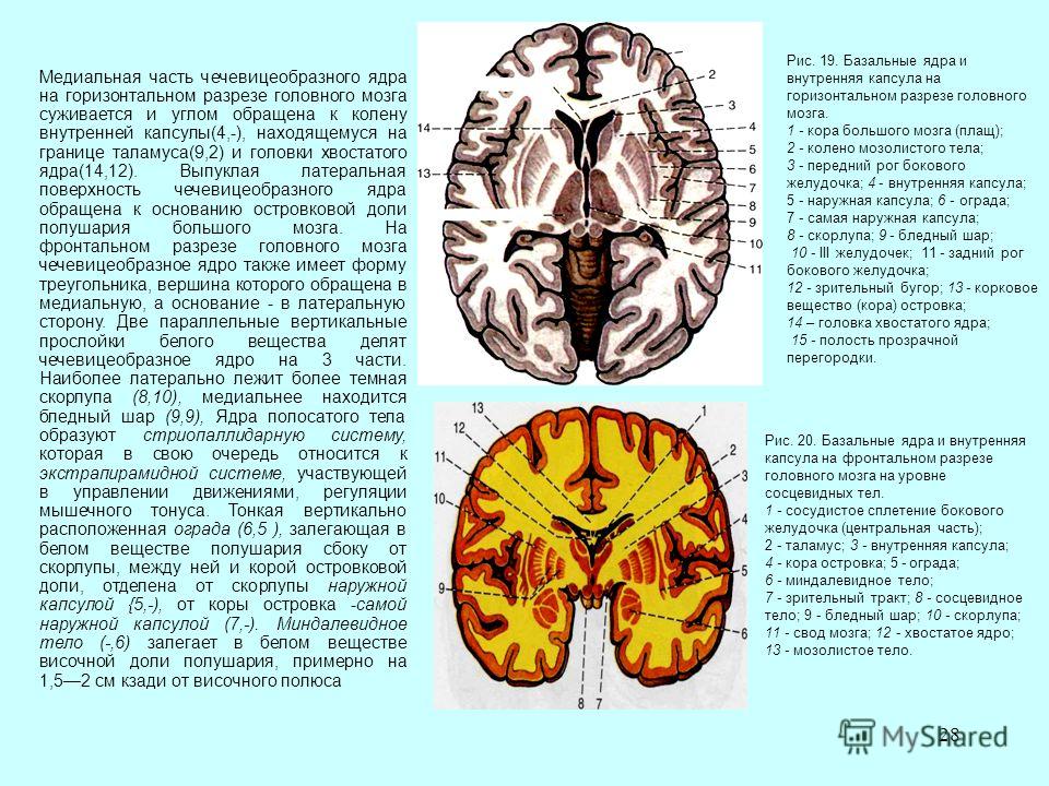 Ядро таламуса связанное с регуляцией движений называется Ядро таламуса связанное с регуляцией движений называется