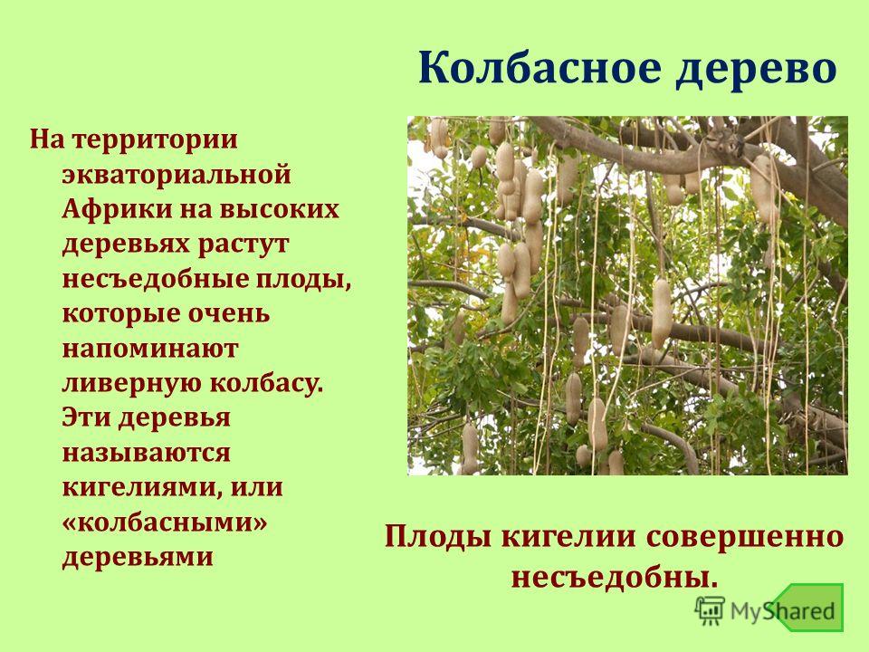 Почему дерево называется деревом Почему дерево называется деревом