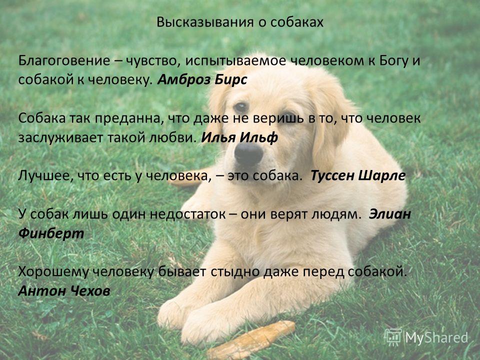Какие есть пословицы о собаке Какие есть пословицы о собаке