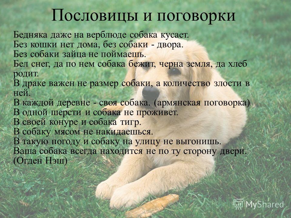 По шерстке и пословица По шерстке и пословица