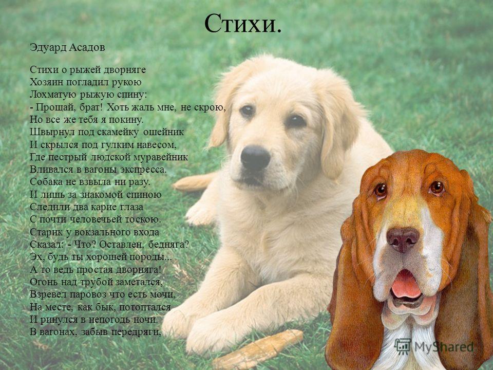 Стих щенок слушать Стих щенок слушать