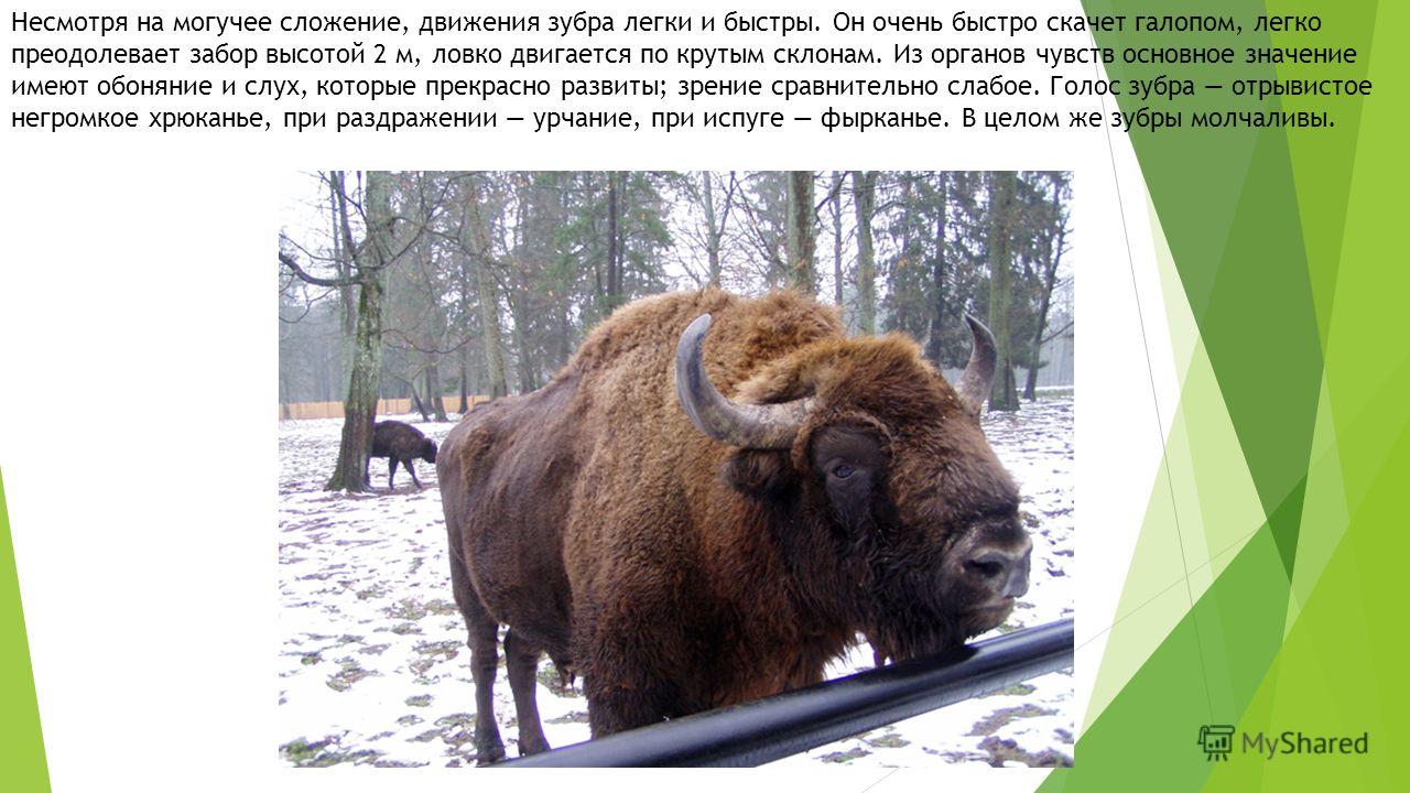 Информация о зубре 60 фото - ZooClever.ru