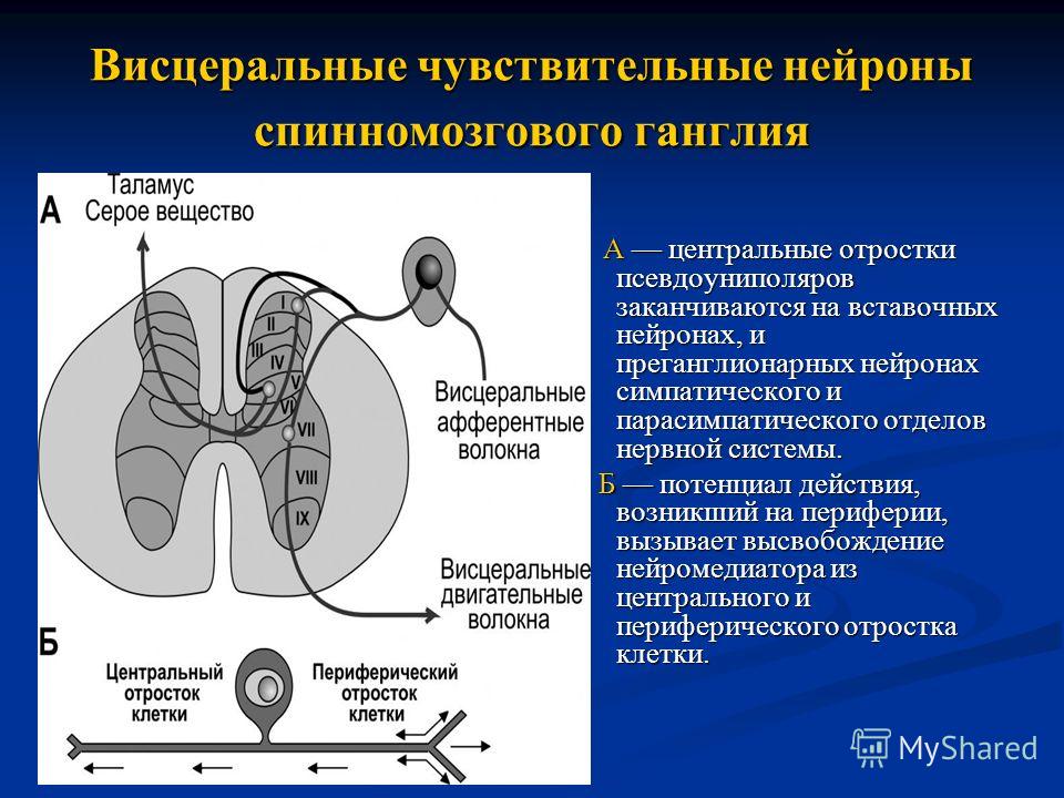 Где находится центр парасимпатической нервной системы