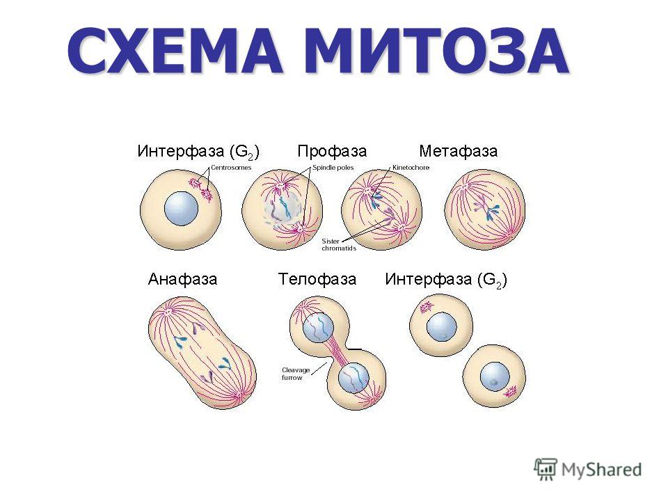  Mitoza   -  9