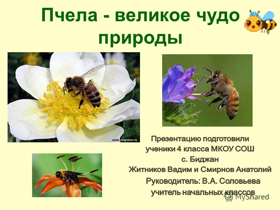 Жизнь пчелы проект для дошкольников