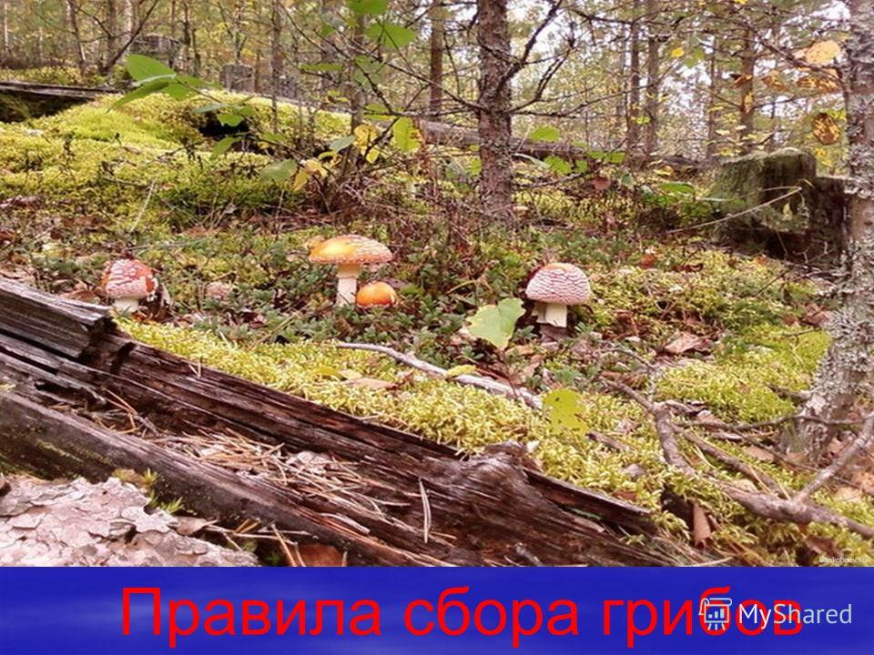 Правила сбора грибов