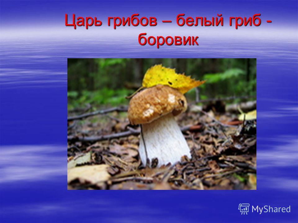 Царь грибов – белый гриб - боровик