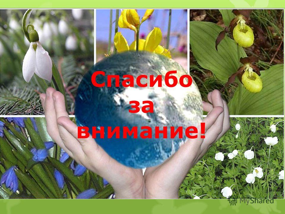 Спасибо за внимание экология