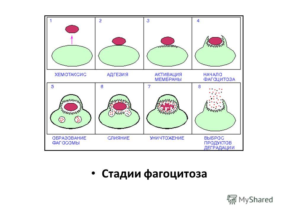 схема стадии фагоцитоза