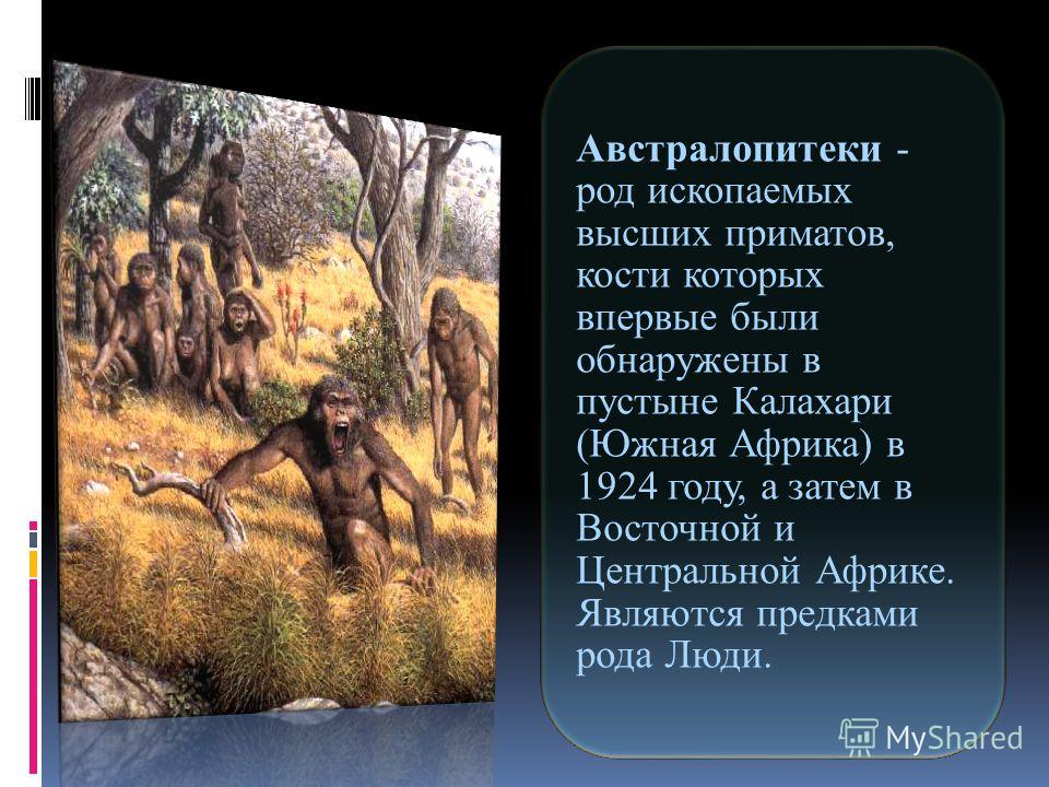 genus australopithecus Homo habilis homo habilis nevertheless, evidence suggests that in some ways, it was quite similar to species in the genus australopithecus. genus australopithecus Homo habilis homo habilis nevertheless, evidence suggests that in some ways, it was quite similar to species in the genus australopithecus.