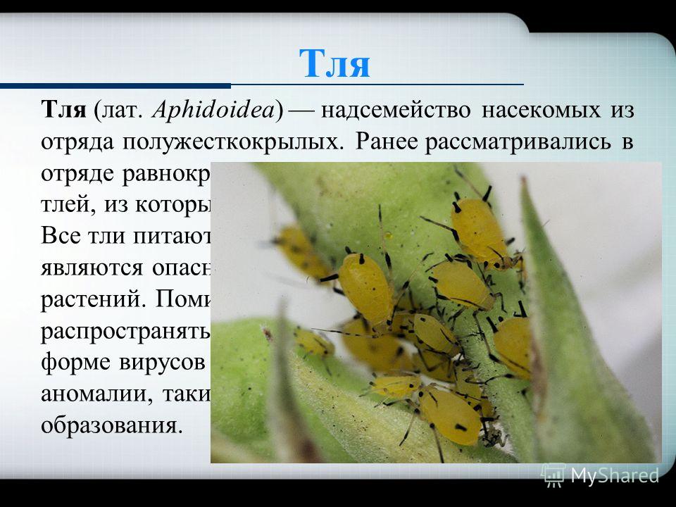 Тля Тля (лат. Aphidoidea) надсемейство насекомых из отряда полужесткокрылых. Ранее рассматривались в отряде равнокрылых. Известно около 4000 видов тлей, из которых почти тысяча обитает в Европе. Все тли питаются растительными соками, многие являются 