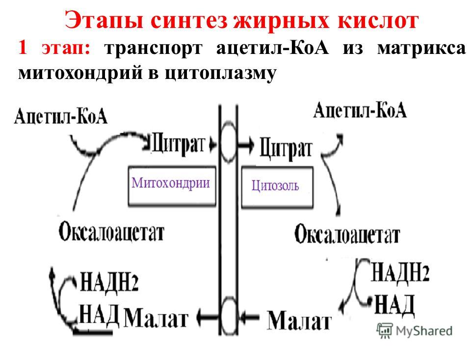 С чем связан синтез липидов С чем связан синтез липидов