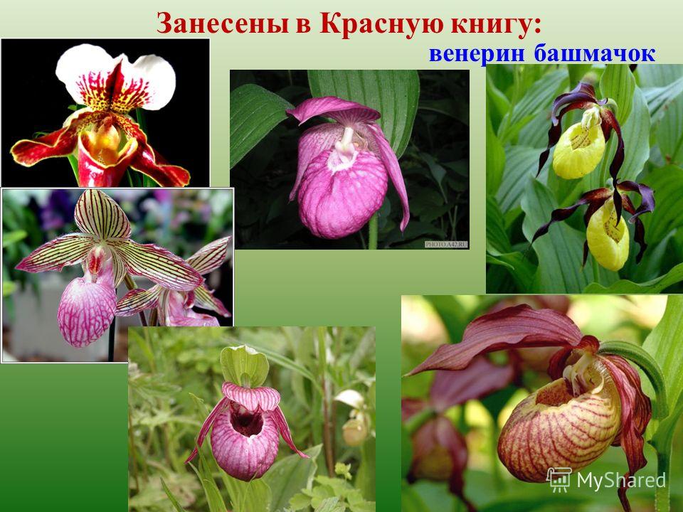 Цветы красной книги России