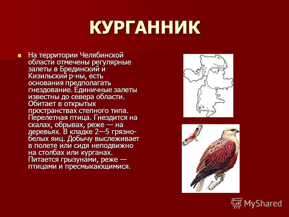 Проект на тему красная книга челябинской области