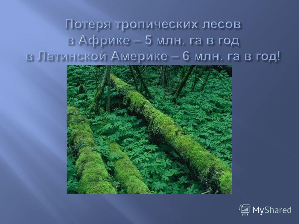 Проект сокращение площади лесов