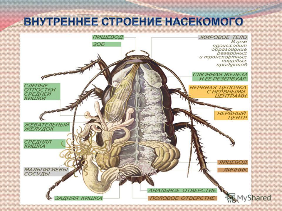ПР № 10 "Исследование внешнего строения насекомого (на примере майского жука или Исследование внешнего строения насекомого на примере Исследование внешнего строения насекомого на примере Исследование внешнего строения насекомого на примере Внешнее строение насекомых презентация