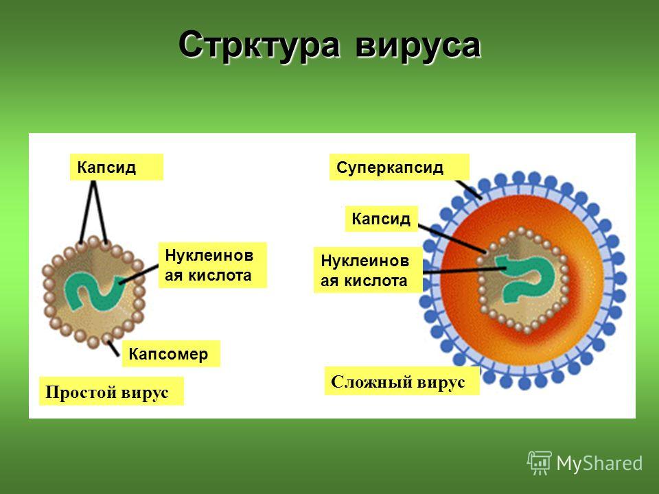 Как сделать простые вирусы Как сделать простые вирусы
