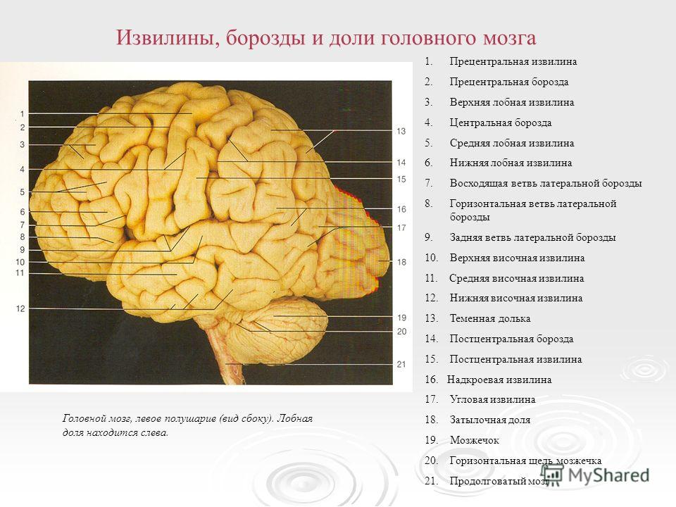 Схема мозги с участками Схема мозги с участками