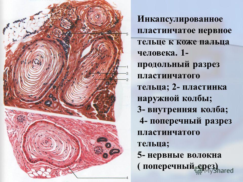 Функция пластинчатого тельца Функция Пластинчатого Тельца