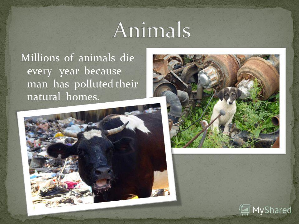 Millions of animals die every year because man has polluted their natural homes.