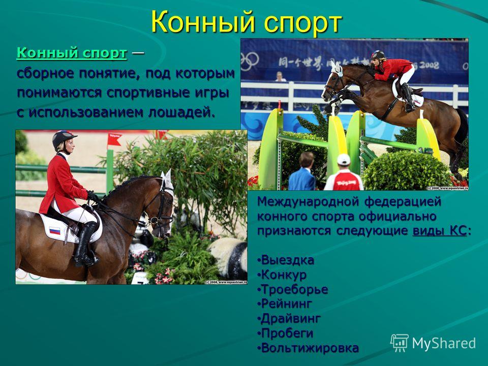 Индивидуальный проект про лошадей Презентация Конный Спорт - 70 фото