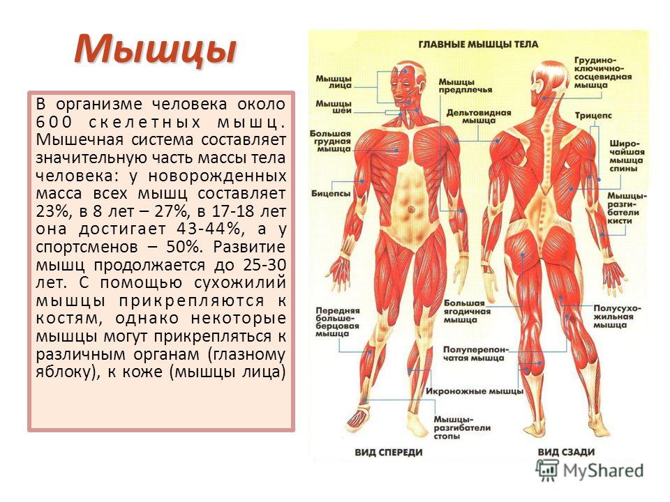 район, скелетные мышцы выполняют функции