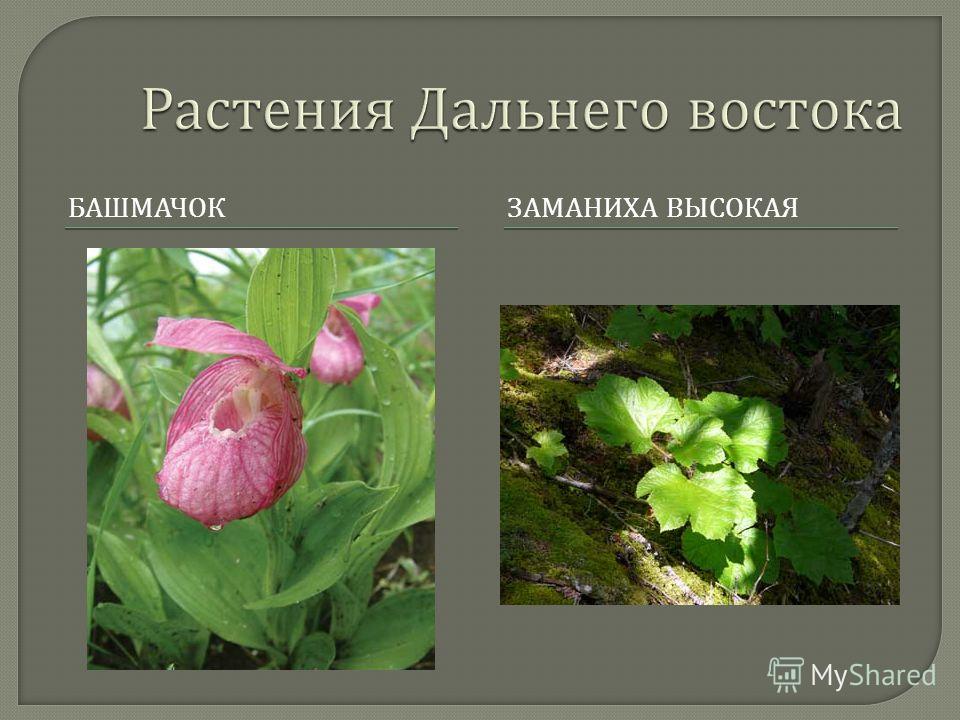 Растения дальнего востока презентация